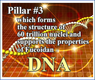 Forms the structure of 60 trillion nuclei and supports the properties of Fucoidan